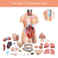 Anatomical Medical Torso Model 33 Parts